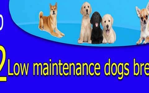 top 12 low maintenace dog breeds