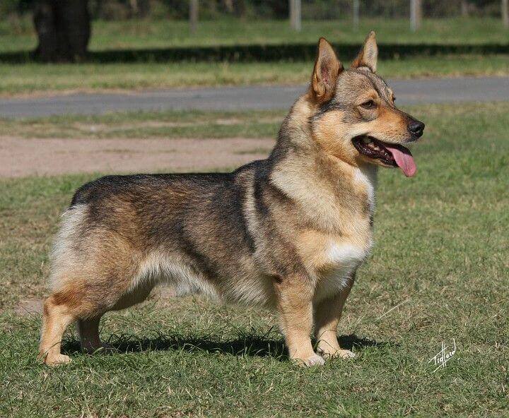 Corgi German shepherd mix characteristics, appearance and pictures