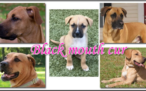black mouth cur