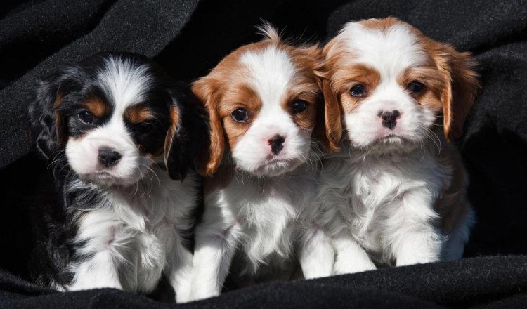 cavalier puppy photo