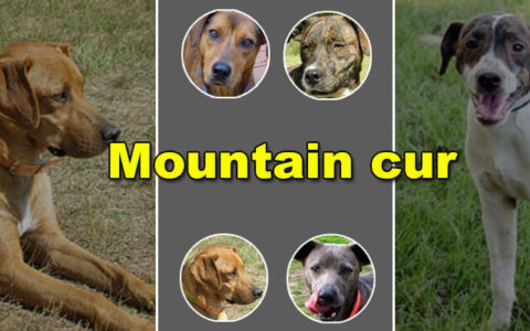 mountain cur