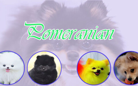 Pomeranian