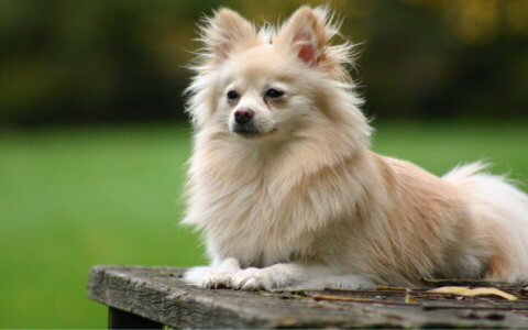 beautiful dogs
