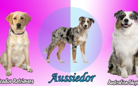 Australian shepherd lab mix