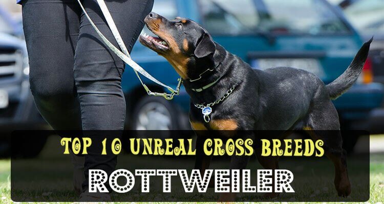 rottweiler cross breeds