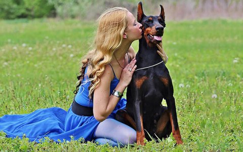 doberman facts dogs breed biggest