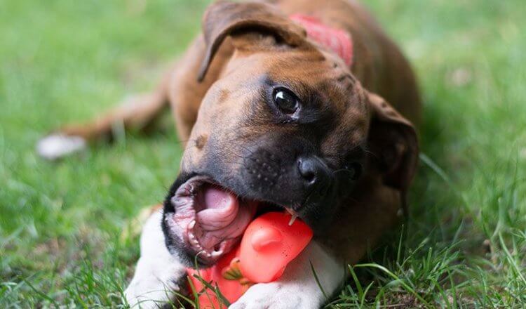 dogs chewing problem