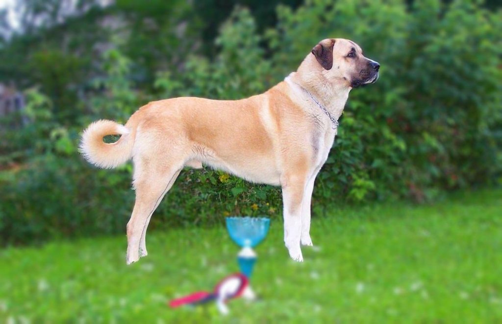Kangal dog Personality, Temperament and HD pictures