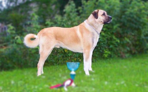 kangal