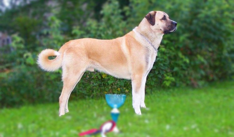 kangal
