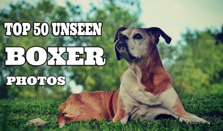 Unseen boxer photos