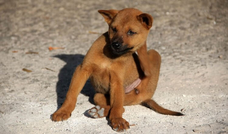 Seresto flea collars for dogs