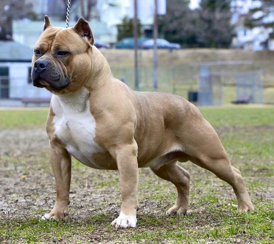 American Bully dog