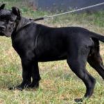 Cane Corso