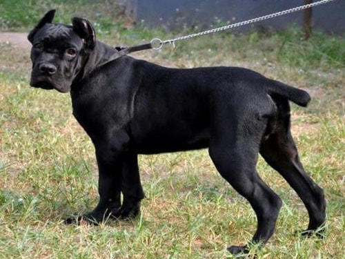 Cane Corso dog