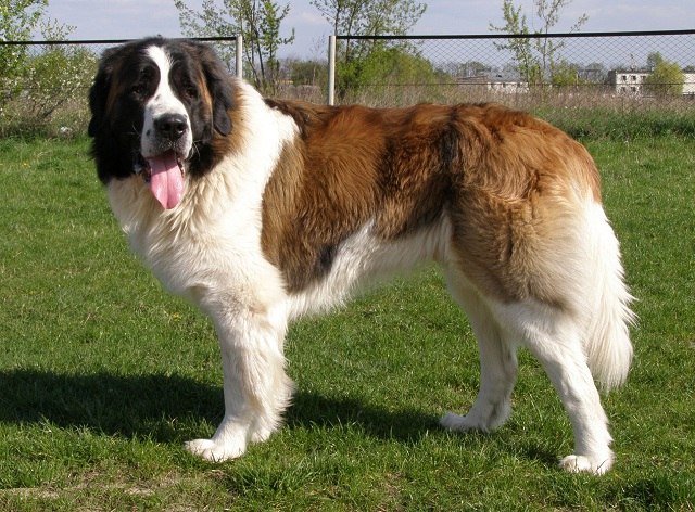 Caucasian shepherd dog breed