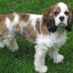 Cocker Spaniel