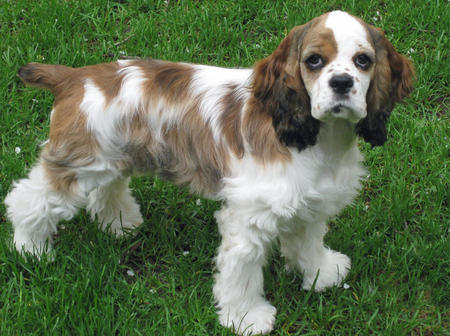 Cocker Spaniel