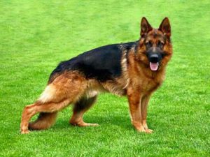 German Shepherd Dogs