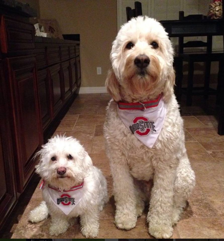 Goldendoodle dog breed