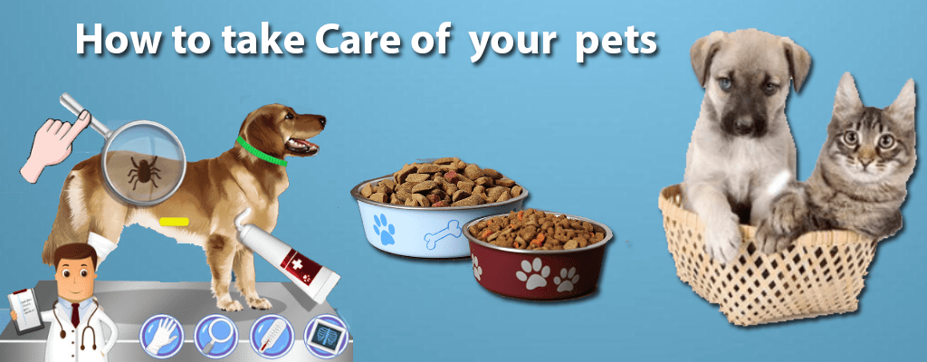 how to take care of your pets