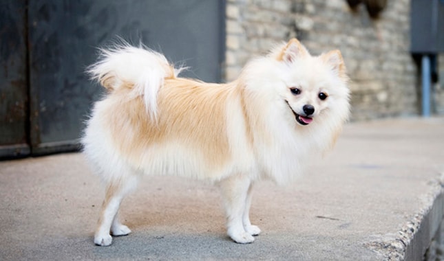 Pomeranians dog