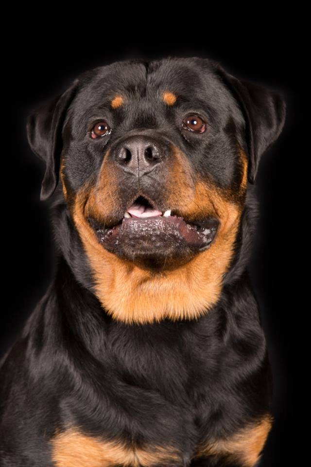 Rottweiler dog breed