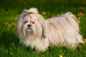 Shih Tzus