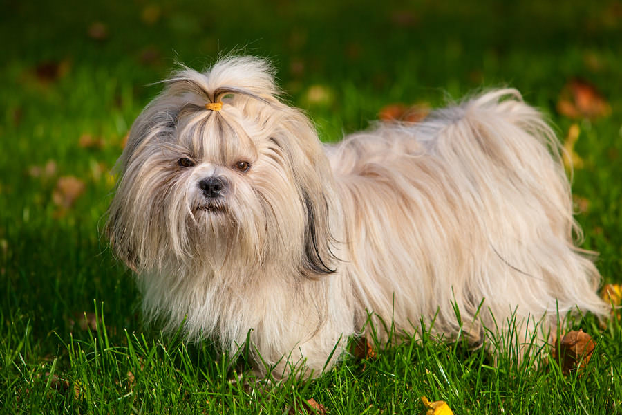 Shih Tzus dog 