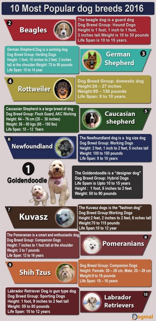 10 Most popular dog breeds 2016