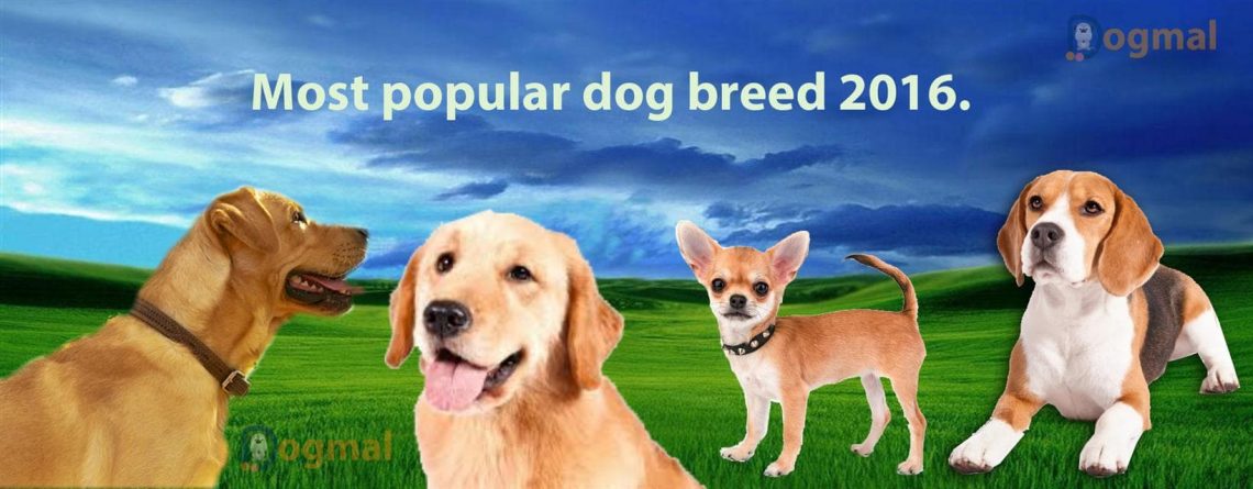 most popular dog breeds