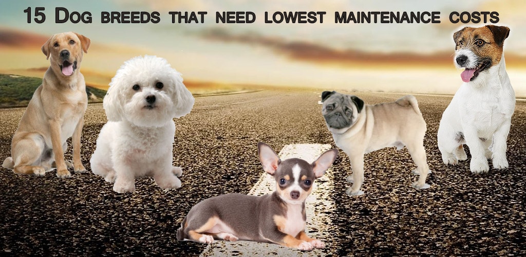 best low maintenance small dogs