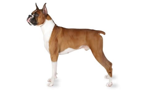 boxer dog - low maintenance dogs for first time owners