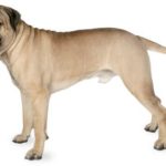 bullmastiff dog