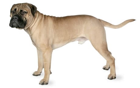 bullmastiff - low maintenance dogs for apartments