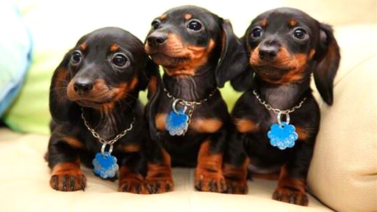 dachshund dog