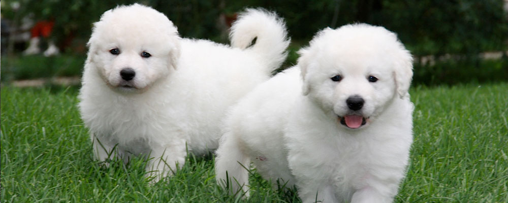 kuvasz dog - low maintenance dogs that are good with kids kuvasz dog - low maintenance dogs that are good with kids