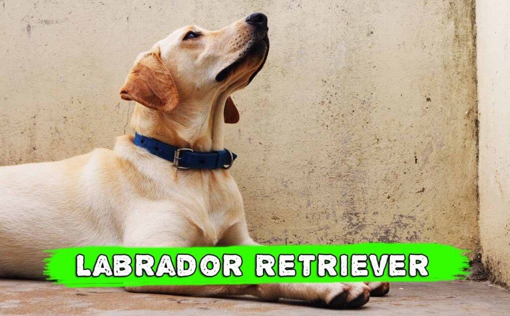Labrador Retriever