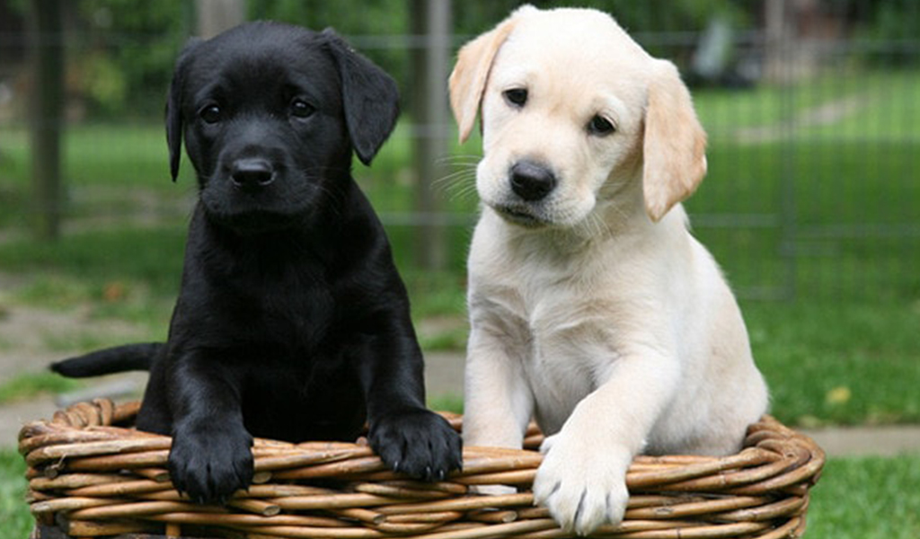 labrador retriever dog breed