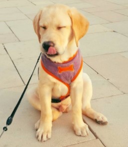 Labrador