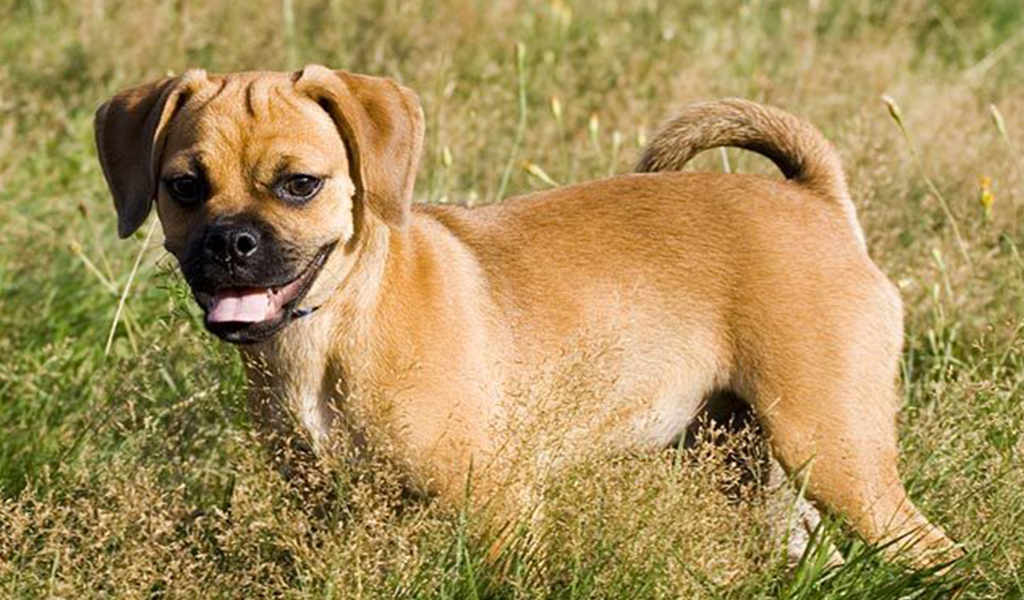 puggle cross breed dog