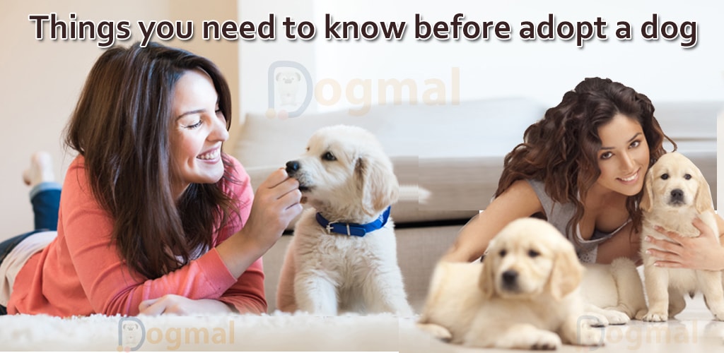 Things you need to know before adopt a dog1