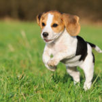 beagle dog breed