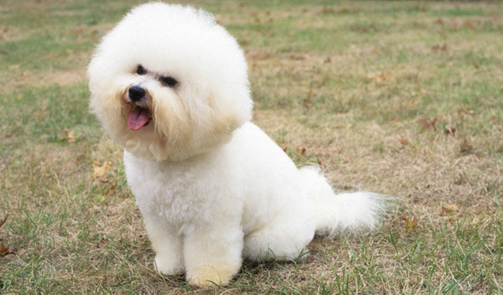 bichon frise dog breed