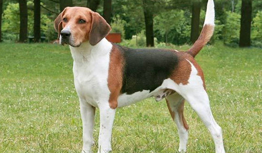 giant beagle breed