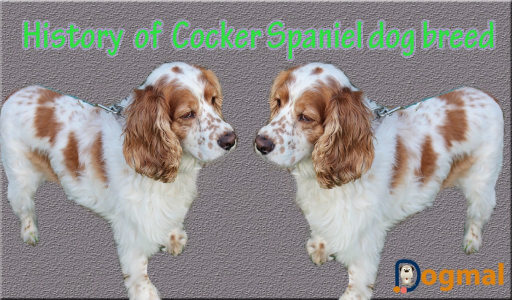 history of cocker spaniel dog breed