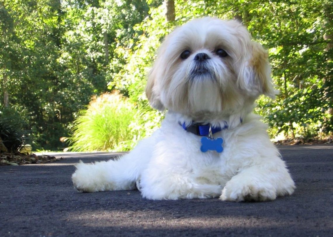 Shih Tzu appearance, characteristics and HD pictures