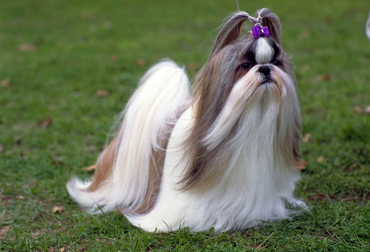 shih tzu images