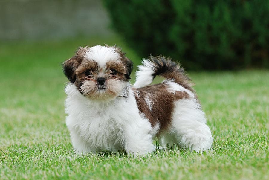 small shih tzu