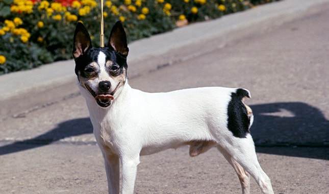 toy fox terrier dog